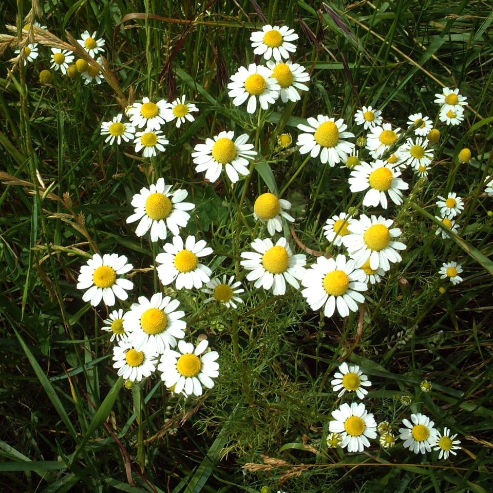 herboristerie-dufayel2415180