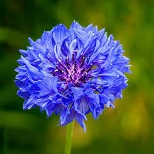 herboristerie-dufayel2415336