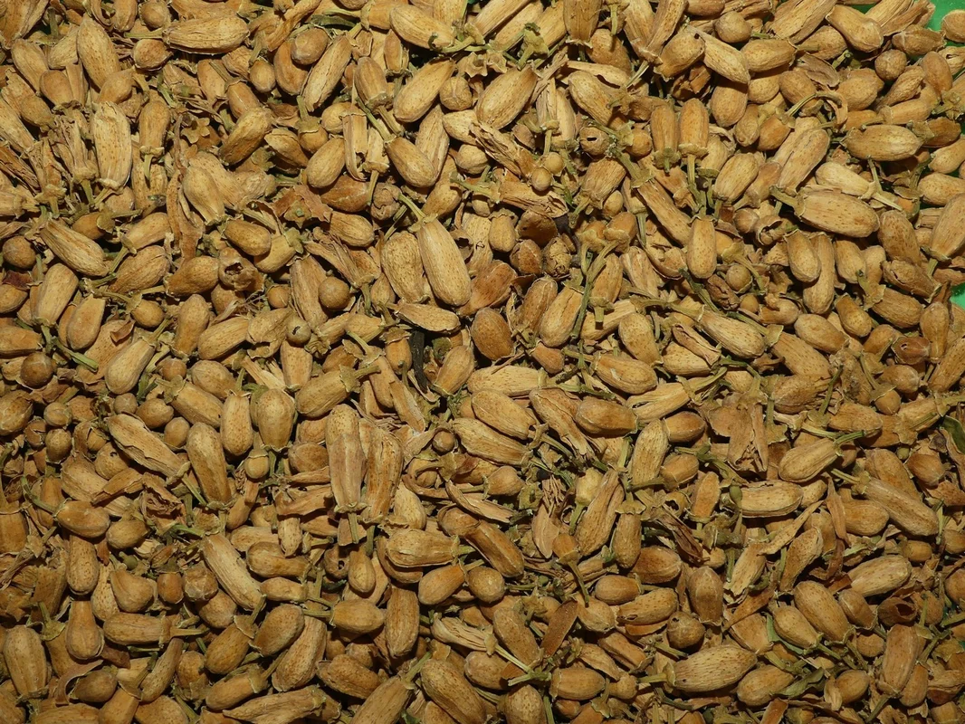 herboristerie-dufayel2415549