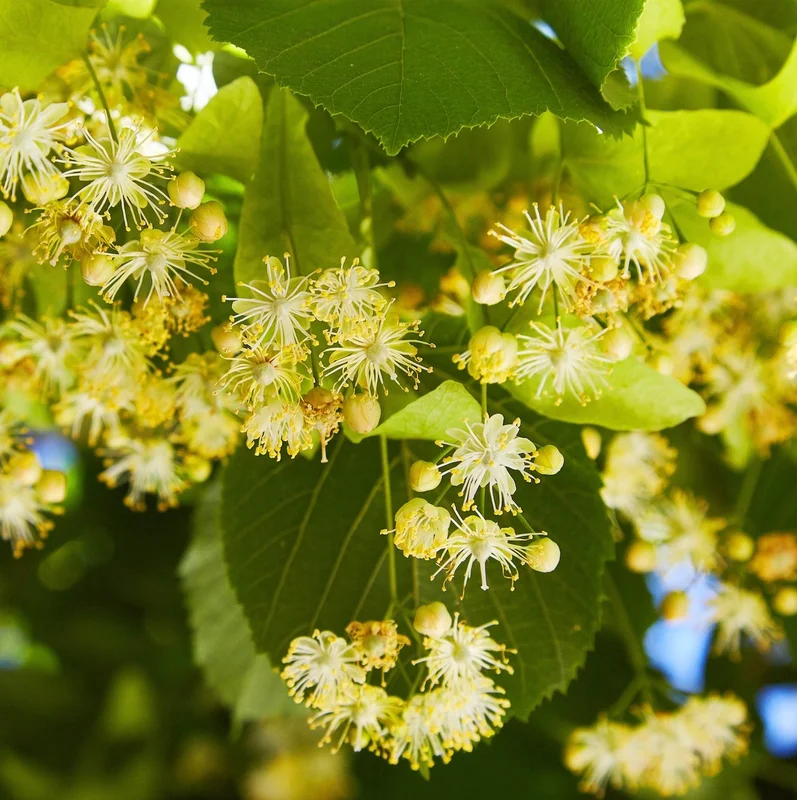 herboristerie-dufayel2415670