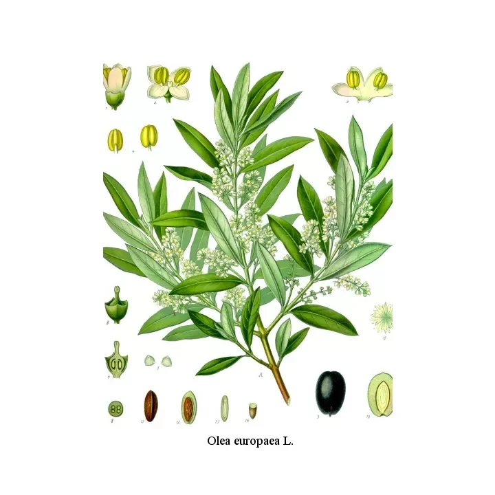 soin-et-nature328897