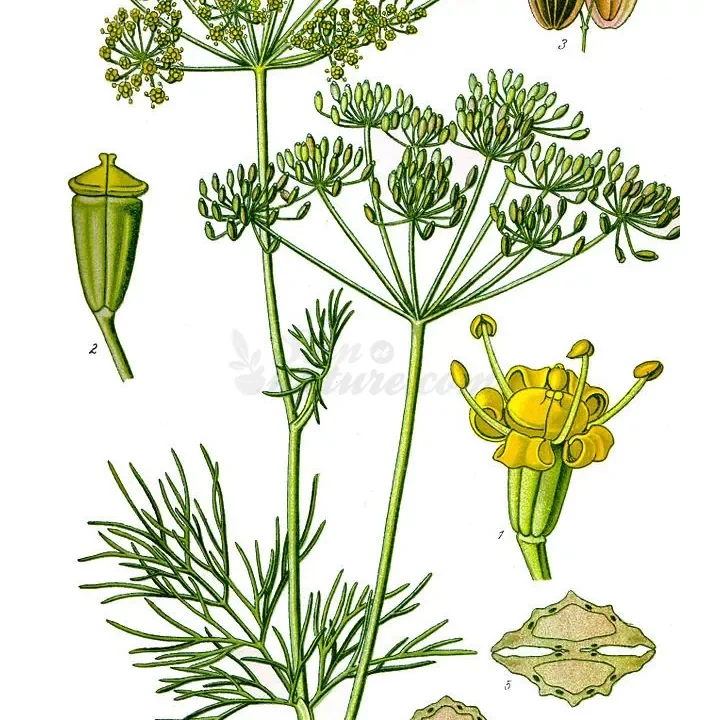 soin-et-nature365306