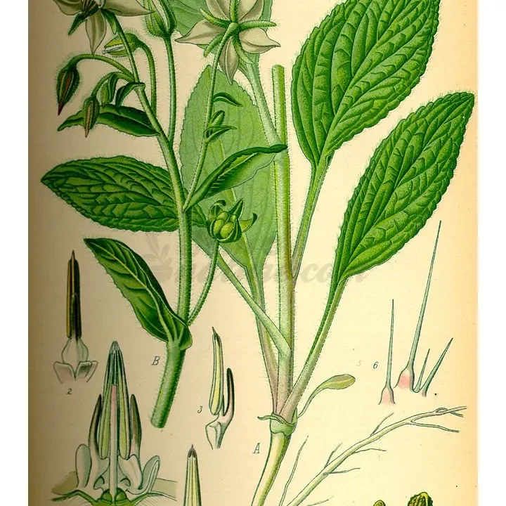 soin-et-nature365755