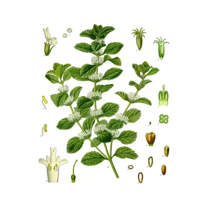 soin-et-nature365986